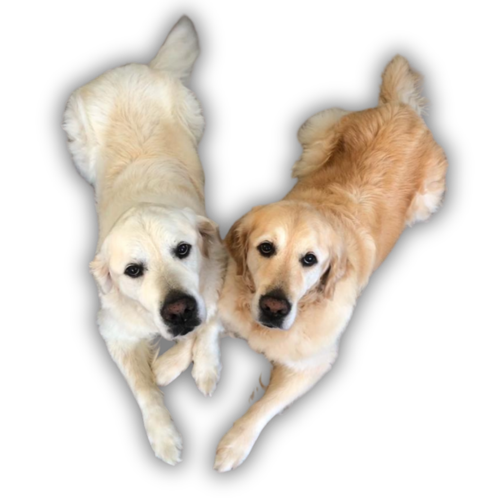 Two golden retrievers laying down