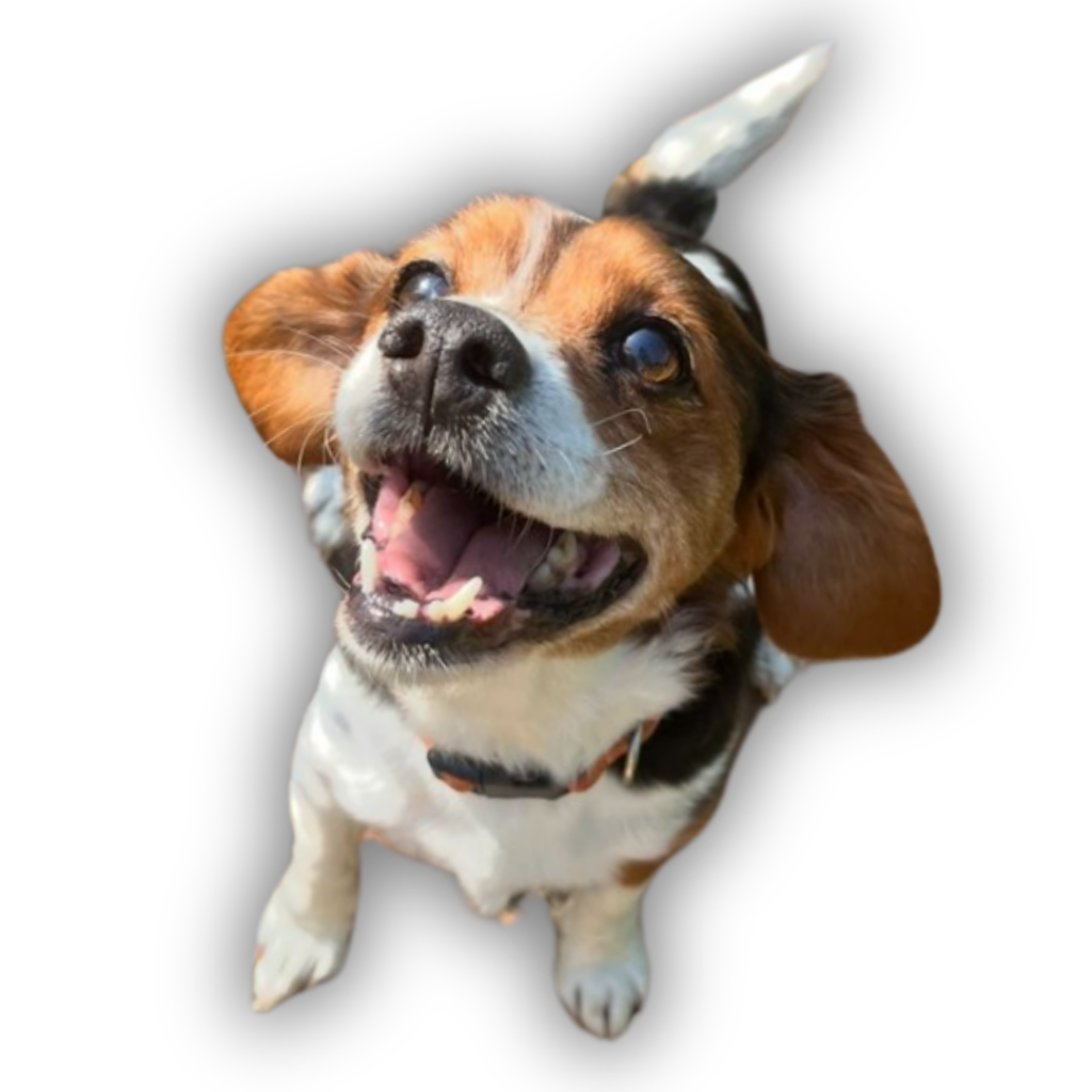 Happy dog sat down looking up