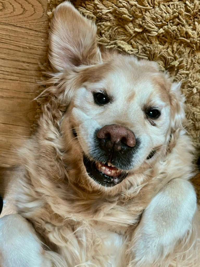 Happy golden retriever