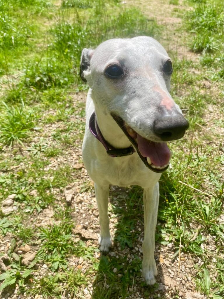 White dog
