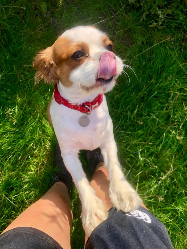 Small dog