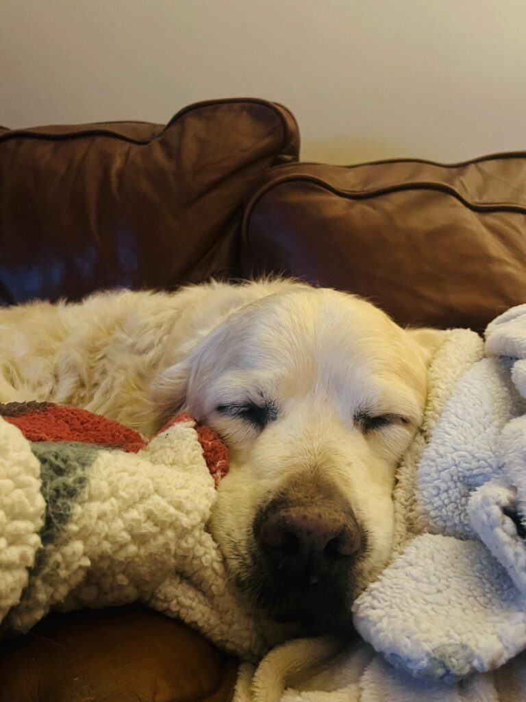 Sleeping dog