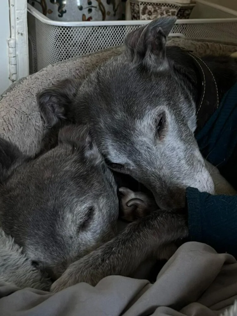 Sleeping whippets
