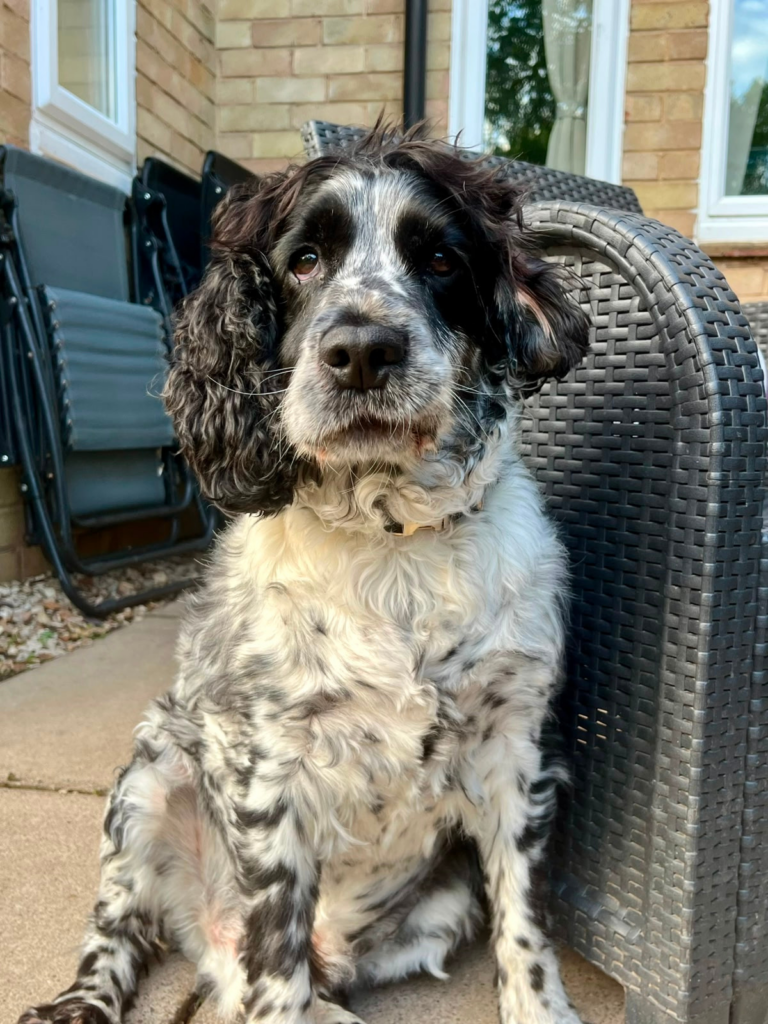 Dog sat outdoors